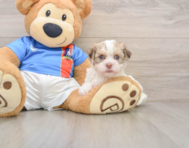 5 week old Havanese Puppy For Sale - Windy City Pups