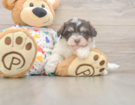 8 week old Havanese Puppy For Sale - Windy City Pups