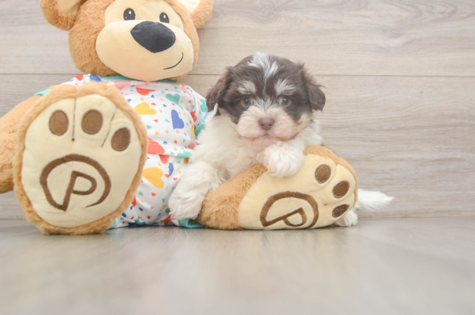 7 week old Havanese Puppy For Sale - Windy City Pups