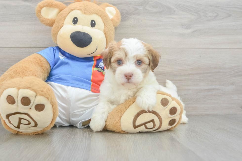 Small Havanese Baby