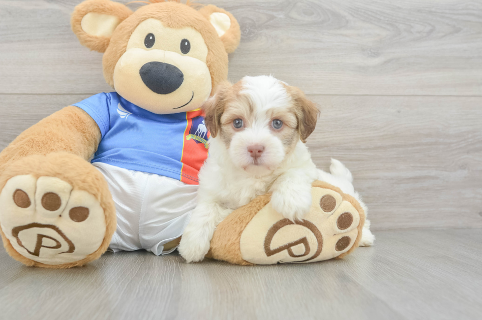 5 week old Havanese Puppy For Sale - Windy City Pups