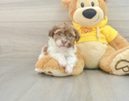 6 week old Havanese Puppy For Sale - Windy City Pups