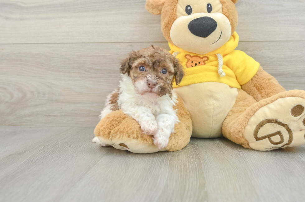 6 week old Havanese Puppy For Sale - Windy City Pups