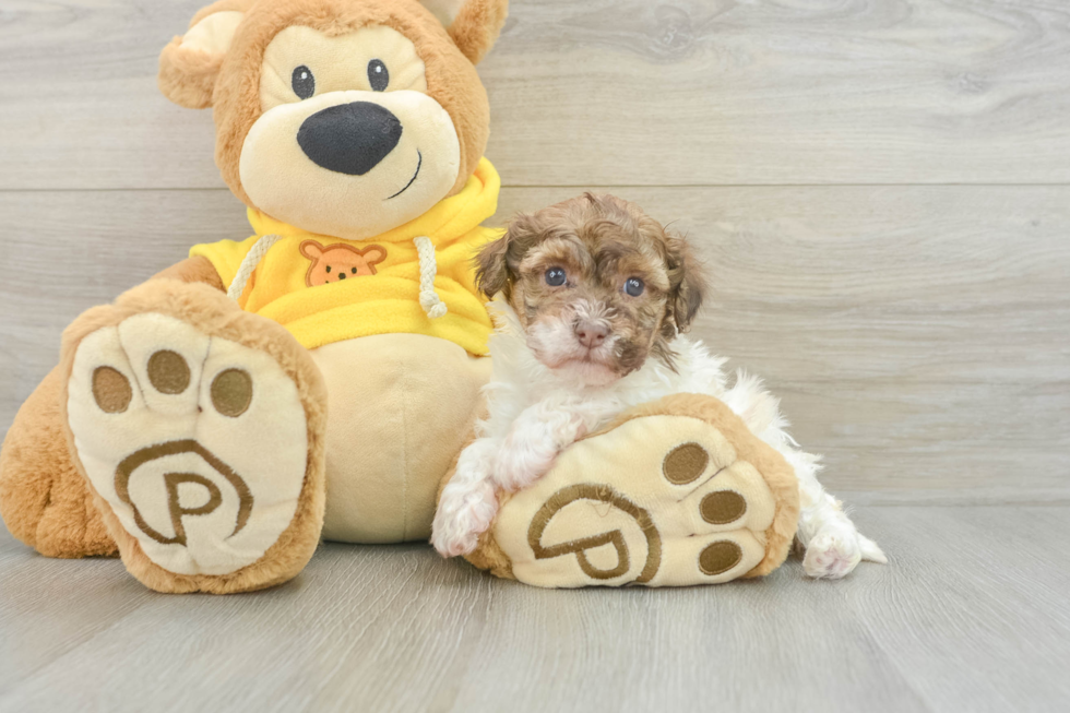 Havanese Pup Being Cute