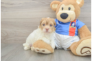 Best Havanese Baby