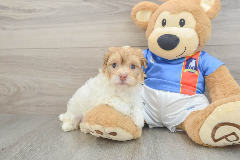 Best Havanese Baby