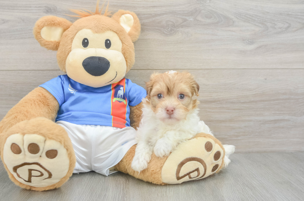 5 week old Havanese Puppy For Sale - Windy City Pups