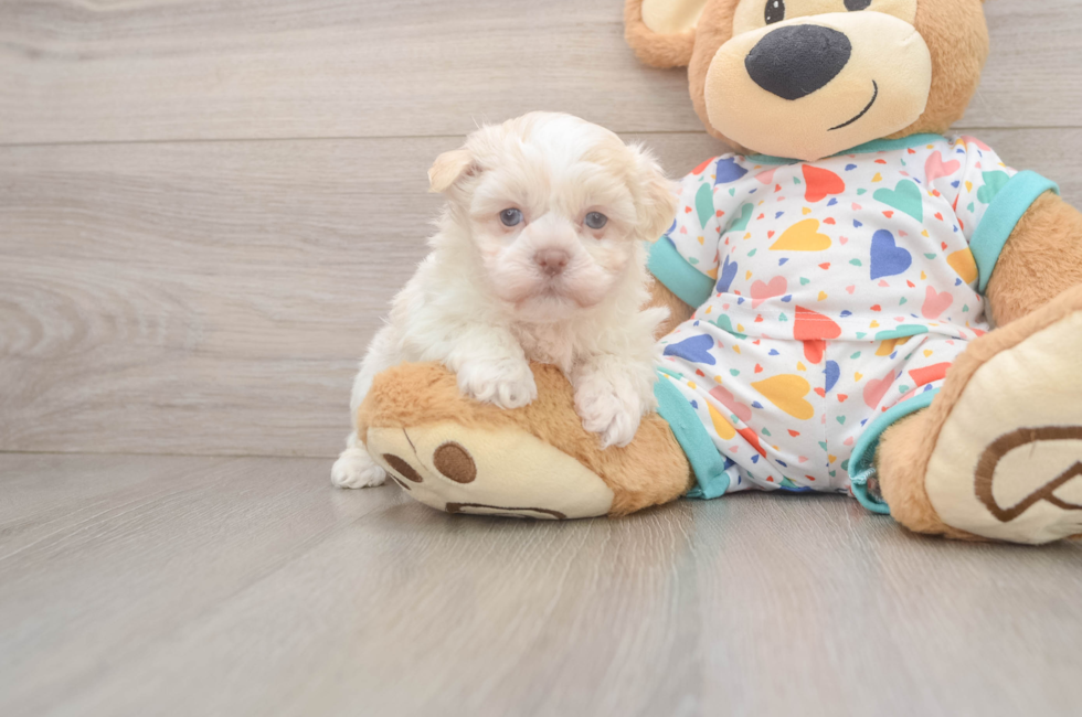 6 week old Havanese Puppy For Sale - Windy City Pups