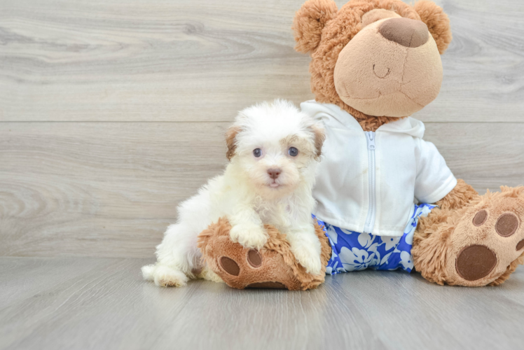 Havanese Puppy for Adoption