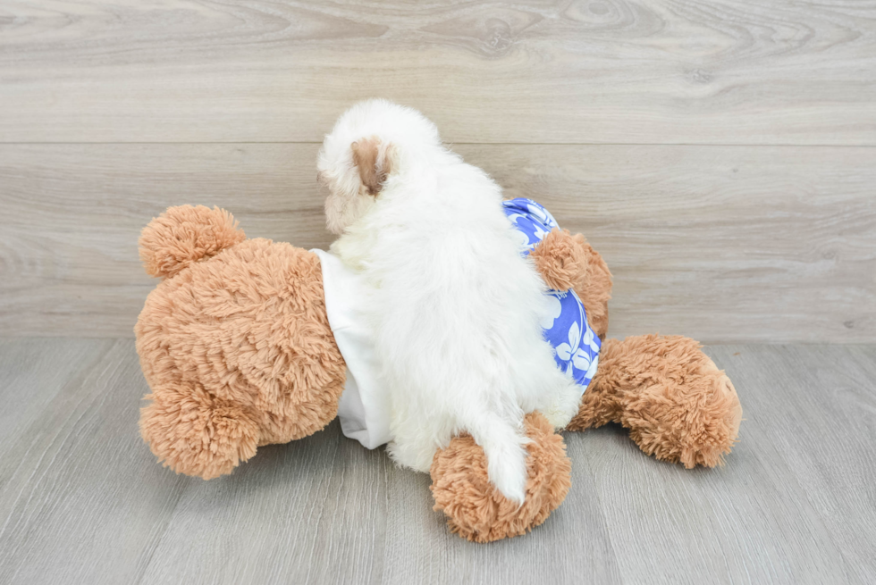 Havanese Pup Being Cute