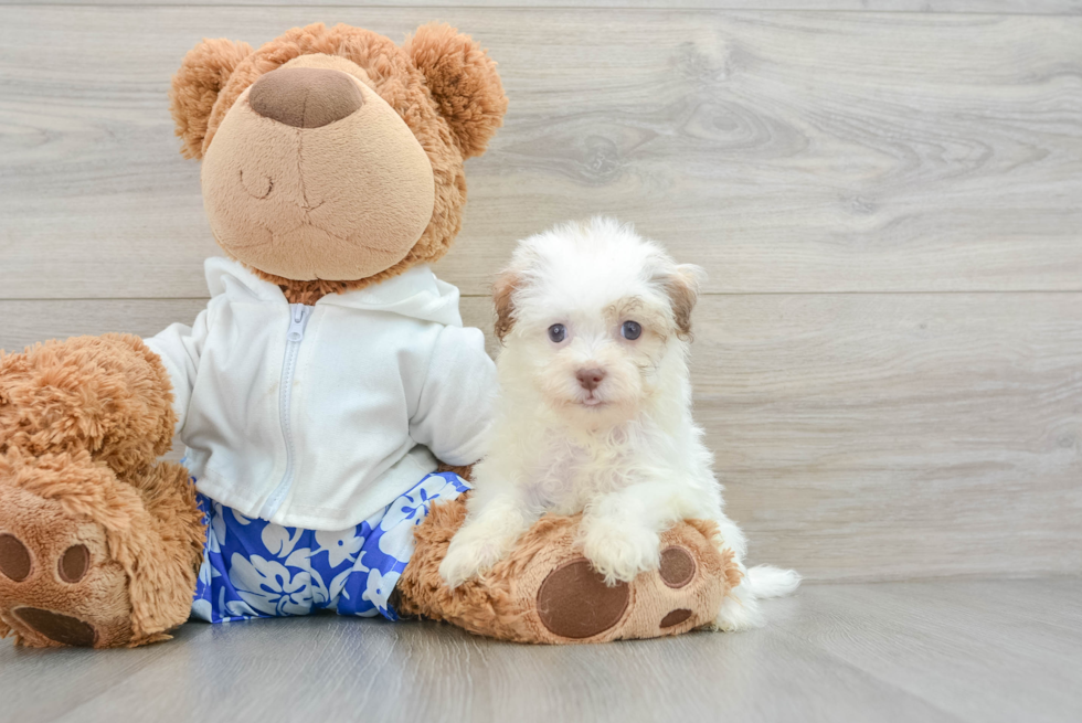 Havanese Puppy for Adoption