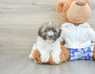 6 week old Havanese Puppy For Sale - Windy City Pups