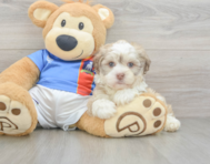 8 week old Havanese Puppy For Sale - Windy City Pups