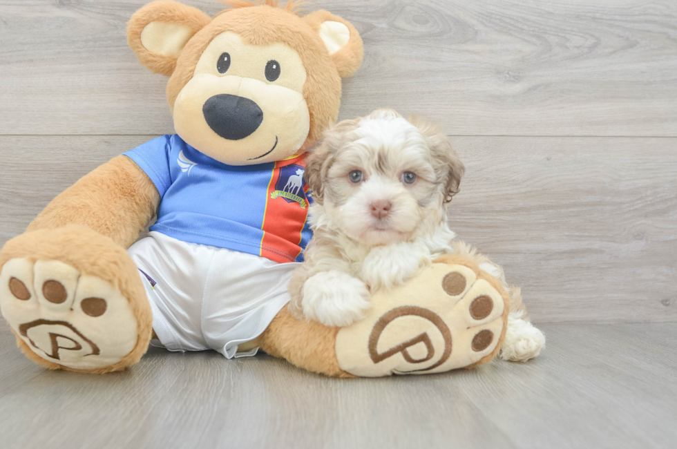 8 week old Havanese Puppy For Sale - Windy City Pups