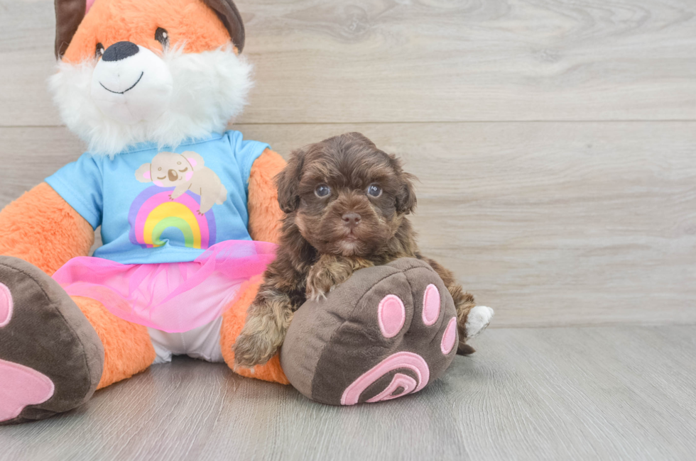 5 week old Havapoo Puppy For Sale - Windy City Pups