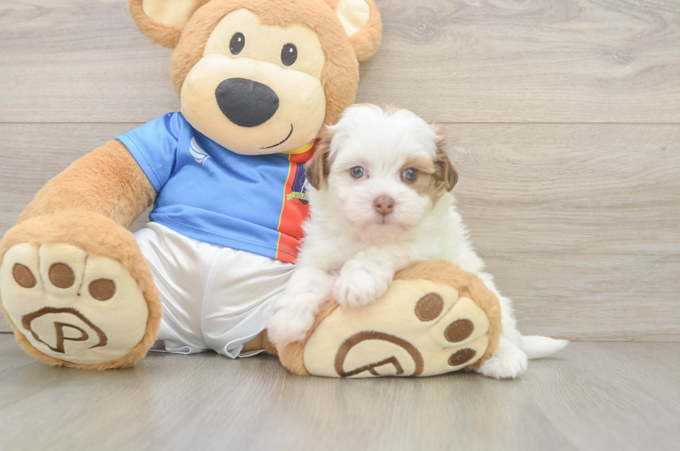 5 week old Havapoo Puppy For Sale - Windy City Pups