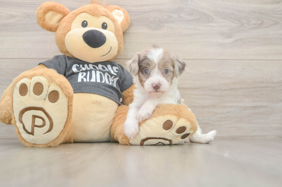 5 week old Havapoo Puppy For Sale - Windy City Pups