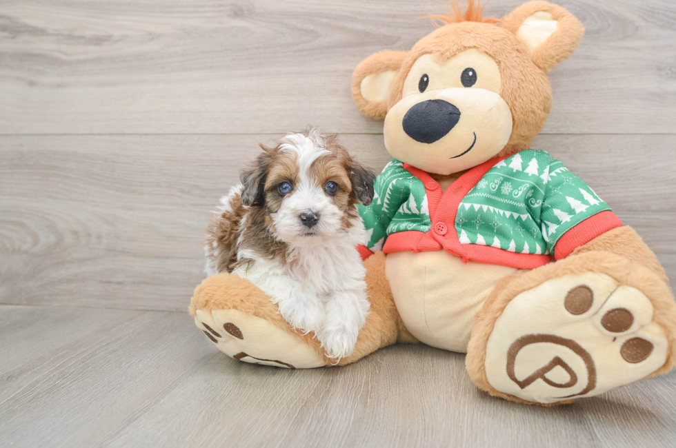 5 week old Havapoo Puppy For Sale - Windy City Pups