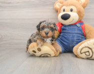 7 week old Havapoo Puppy For Sale - Windy City Pups