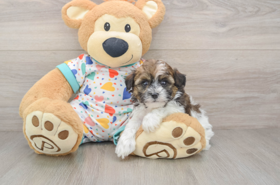 Havapoo Pup Being Cute