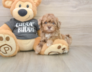8 week old Havapoo Puppy For Sale - Windy City Pups