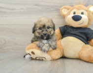 7 week old Havapoo Puppy For Sale - Windy City Pups
