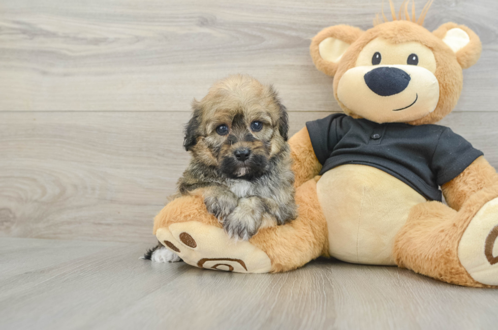 5 week old Havapoo Puppy For Sale - Windy City Pups