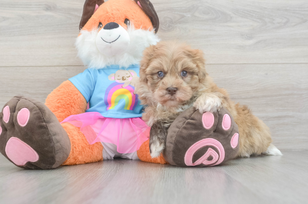 5 week old Havapoo Puppy For Sale - Windy City Pups