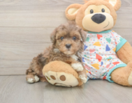 7 week old Havapoo Puppy For Sale - Windy City Pups
