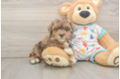 Small Havapoo Baby
