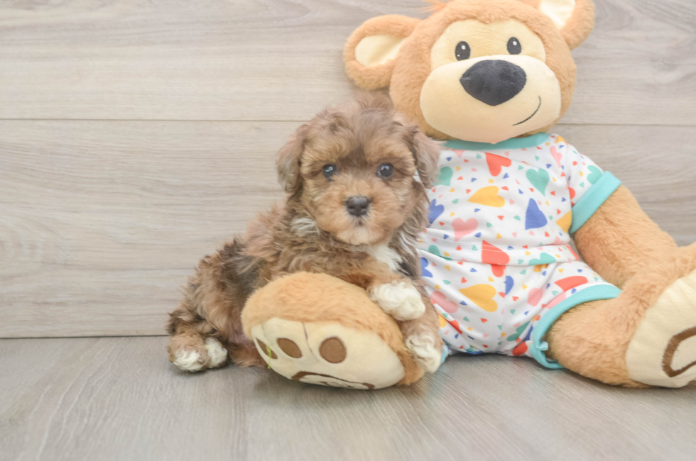 5 week old Havapoo Puppy For Sale - Windy City Pups