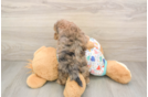 Havapoo Pup Being Cute