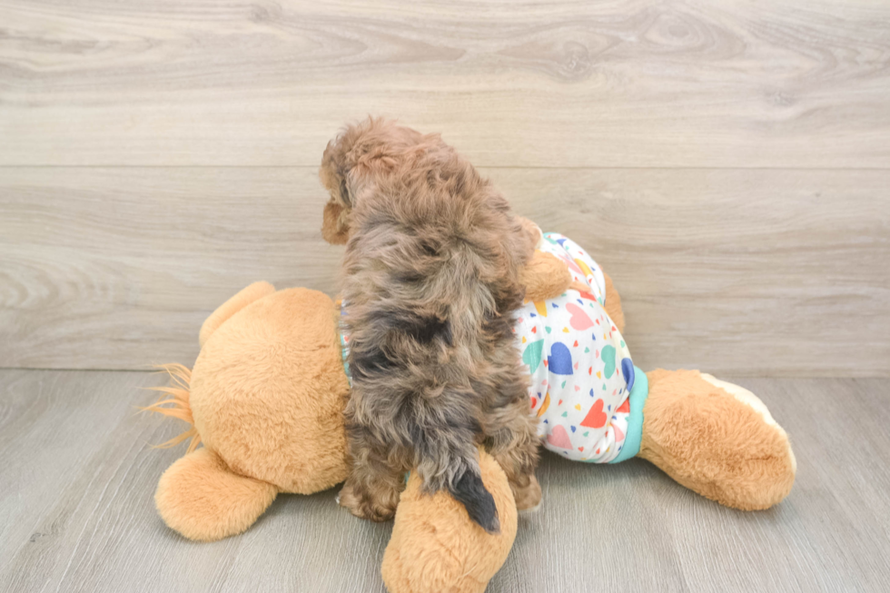 Havapoo Pup Being Cute