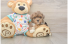 Havapoo Puppy for Adoption