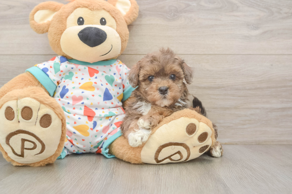 Havapoo Puppy for Adoption
