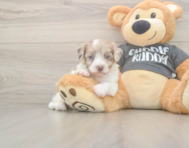 8 week old Havapoo Puppy For Sale - Windy City Pups