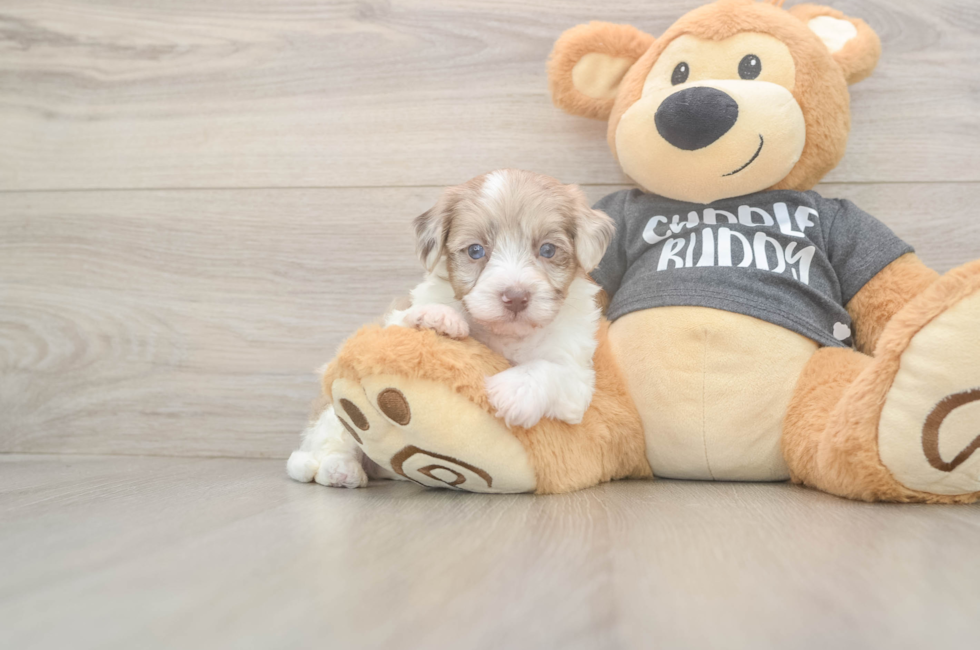 5 week old Havapoo Puppy For Sale - Windy City Pups