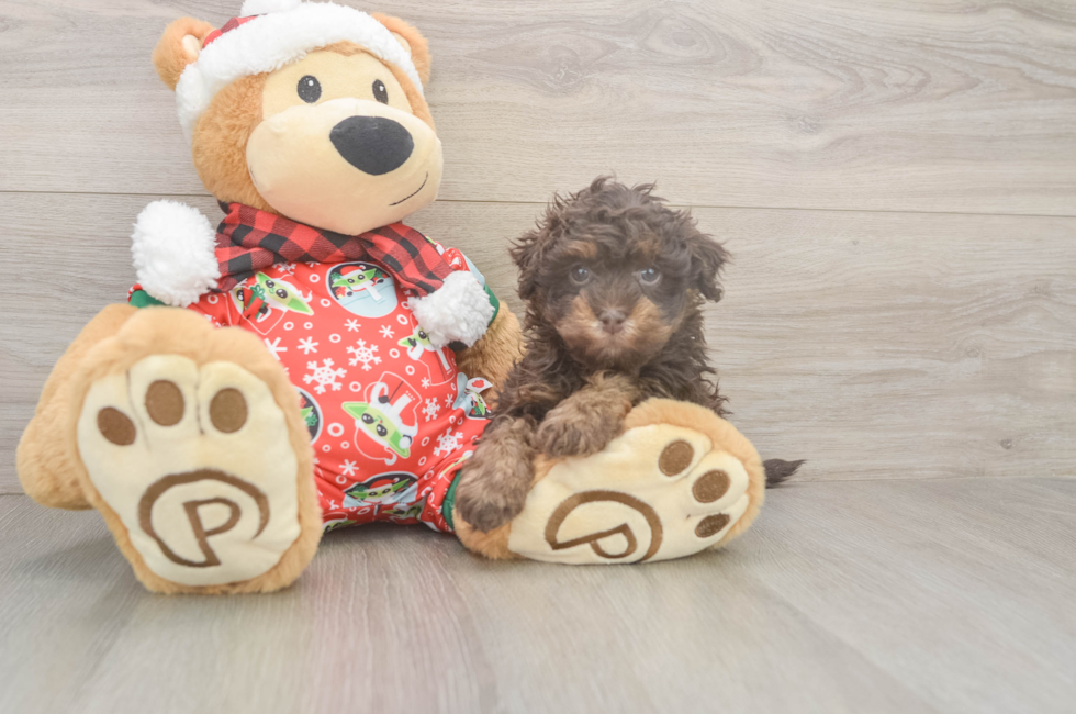 5 week old Havapoo Puppy For Sale - Windy City Pups