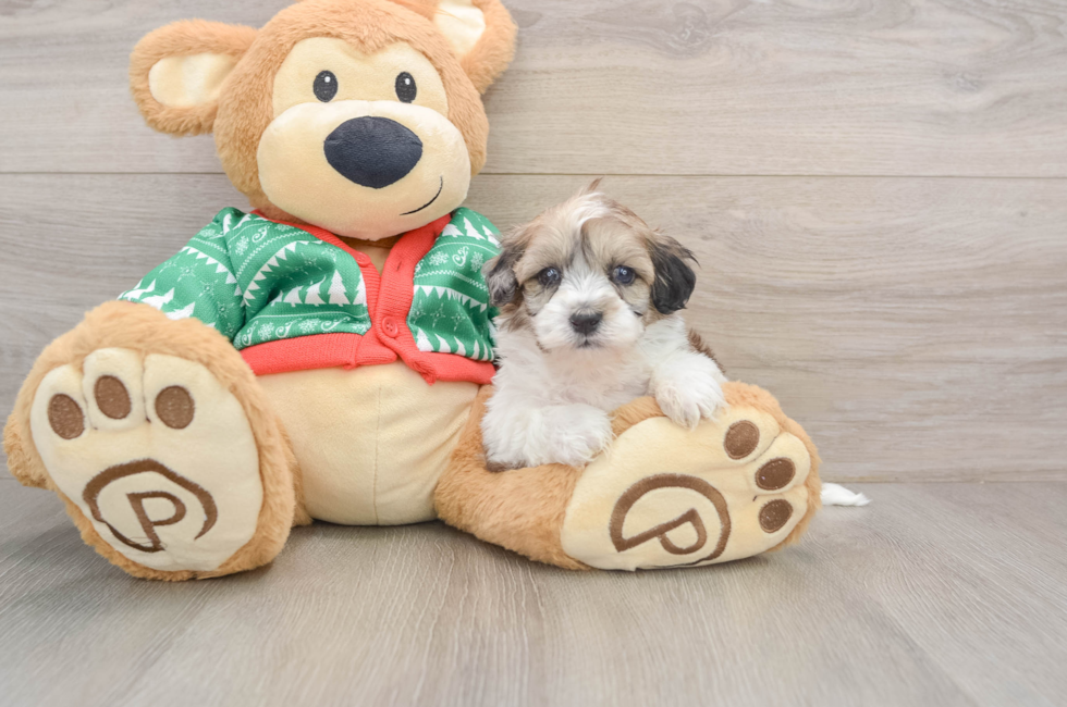 5 week old Havapoo Puppy For Sale - Windy City Pups