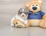 7 week old Havapoo Puppy For Sale - Windy City Pups