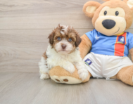 5 week old Havapoo Puppy For Sale - Windy City Pups
