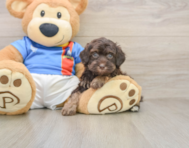 5 week old Havapoo Puppy For Sale - Windy City Pups