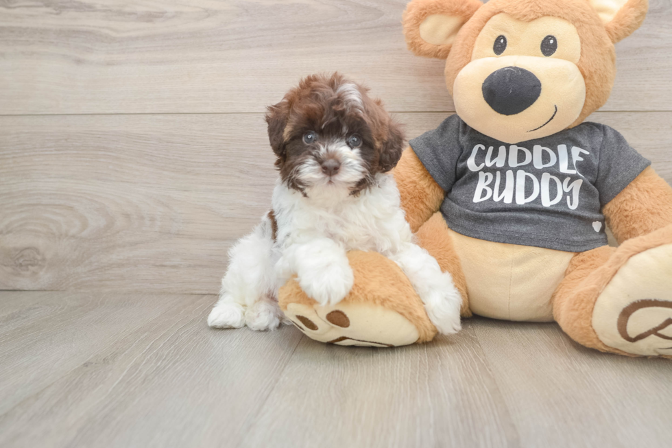 Adorable Havadoodle Poodle Mix Puppy