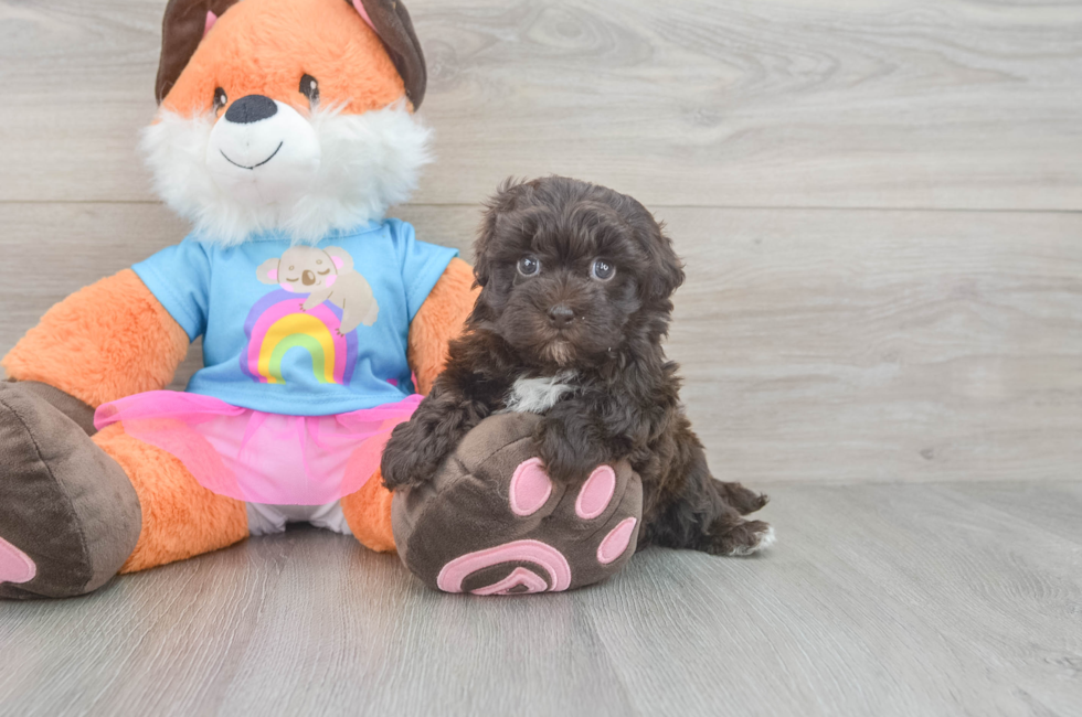 5 week old Havapoo Puppy For Sale - Windy City Pups