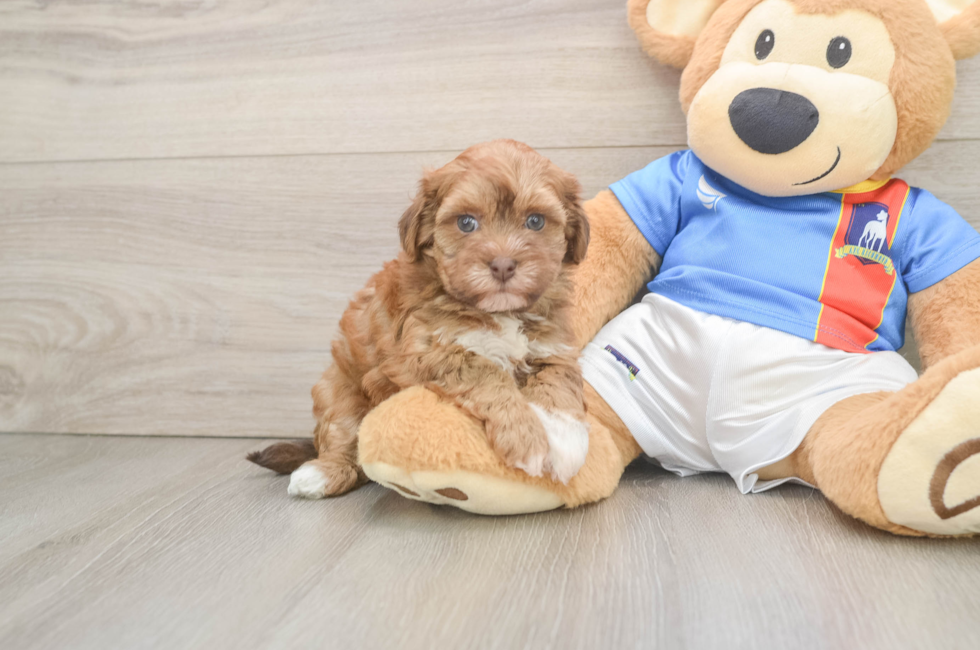 5 week old Havapoo Puppy For Sale - Windy City Pups