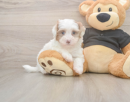 7 week old Havapoo Puppy For Sale - Windy City Pups