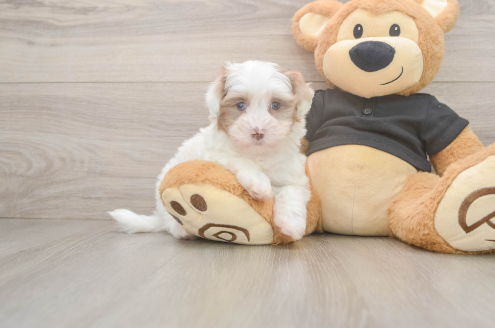 5 week old Havapoo Puppy For Sale - Windy City Pups