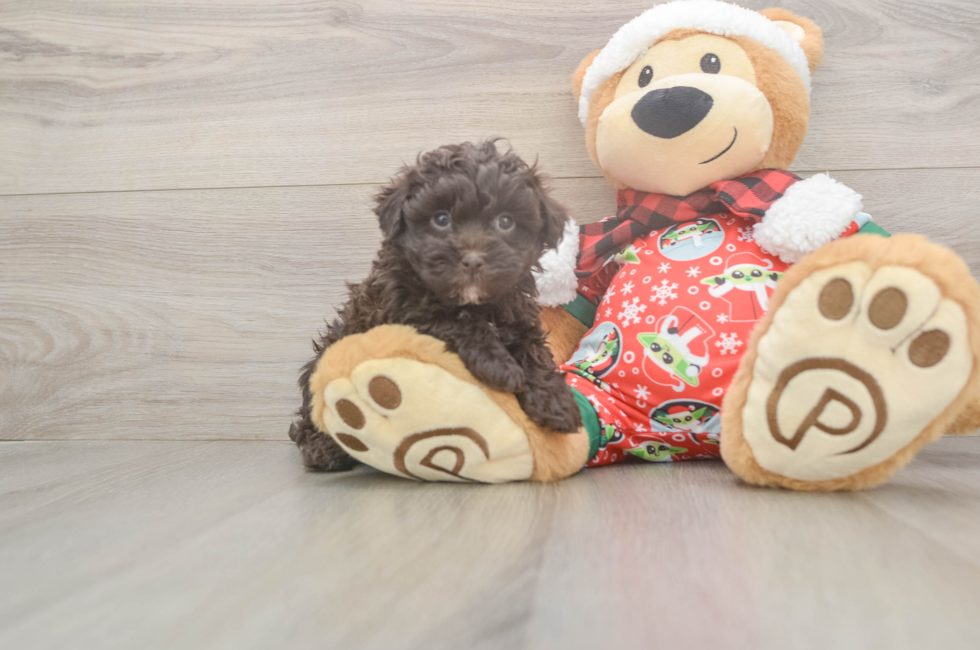 5 week old Havapoo Puppy For Sale - Windy City Pups