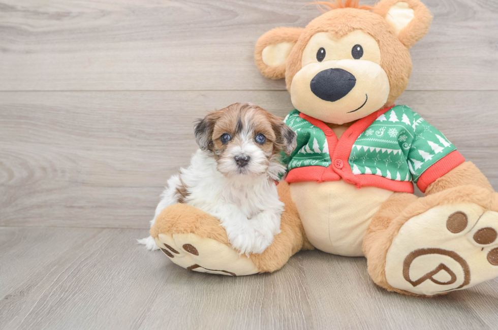 5 week old Havapoo Puppy For Sale - Windy City Pups