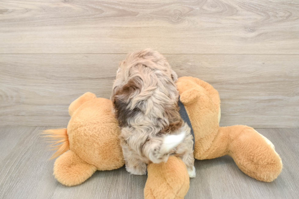 Havapoo Puppy for Adoption